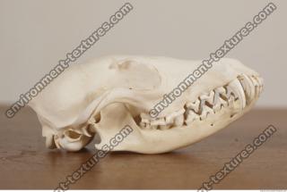 photo reference of skull 0012